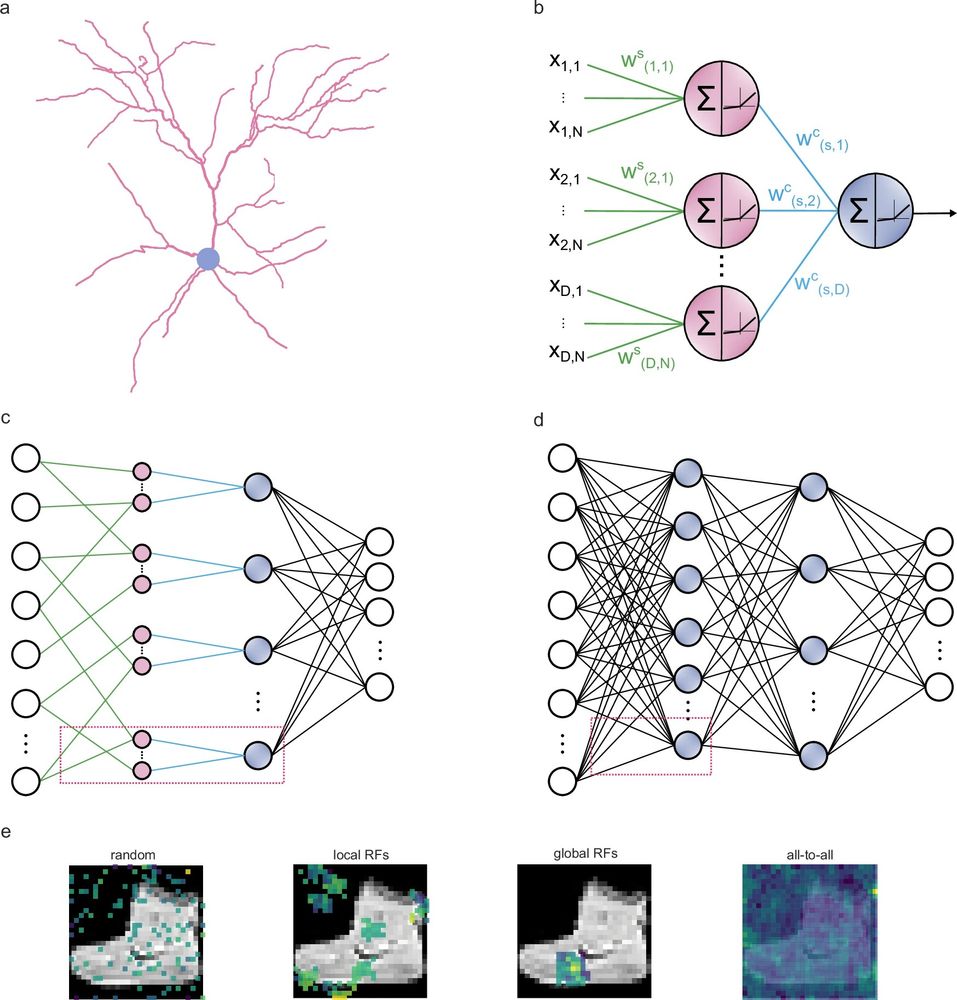a Example of a layer 2/3 pyramidal cell of the mouse primary visual cortex (dendrites: pink; soma: grey) that served as inspiration for the artificial dendritic neuron in b. The morphology was adopted from Park et al. (ref 127). b The dendritic neuron model consists of a somatic node (blue) connected to several dendritic nodes (pink). All nodes have a nonlinear activation function. Each dendrite is connected to the soma with a (cable) weight, w(d,s)^c, where d and s denote the dendrite and soma indices, respectively. Inputs are connected to dendrites with (synaptic) weights, w(d,n)^s, where d and n are indices of the dendrites and input nodes, respectively. dϵ{1, D}, nϵ{1, N}, N denotes the number of synapses each dendrite receives, and D the number of dendrites per soma s. c The dendritic ANN architecture. The input is fed to the dendritic layer (pink nodes), passes a nonlinearity, and then reaches the soma (blue nodes), passing through another nonlinearity. Dendrites are connected solely to a single soma, creating a sparsely connected network. d Typical fully connected ANN with two hidden layers. Nodes are point neurons (blue) consisting only of a soma. e Illustration of the different strategies used to sample the input space: random sampling (R), local receptive fields (LRF), global receptive fields (GRF), and fully connected (F) sampling of input features. Examples correspond to the synaptic weights of all nodes that are connected to the first unit in the second layer. The colormap denotes the magnitude of each weight. The image used in the background is from the Fashion MNIST (FMNIST) dataset.