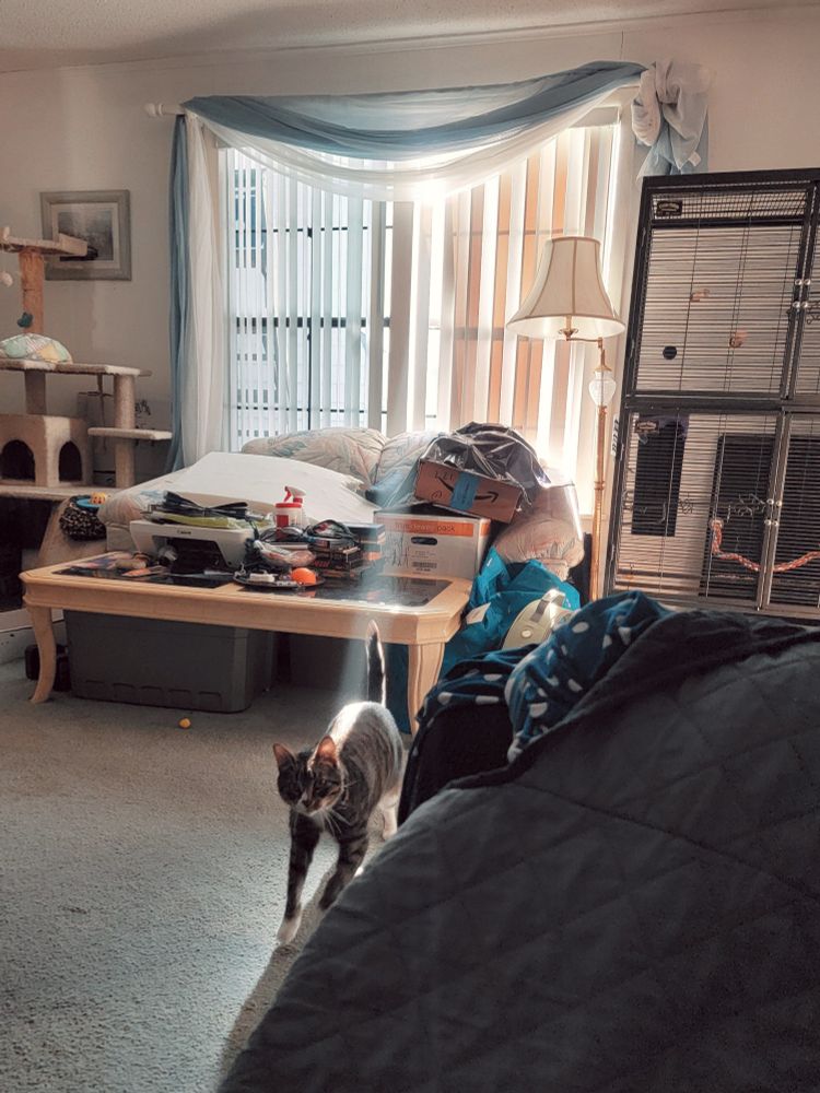 Marty the tabby cat dashes toward me, with a sunbeam reaching from the window lighting the center of his back