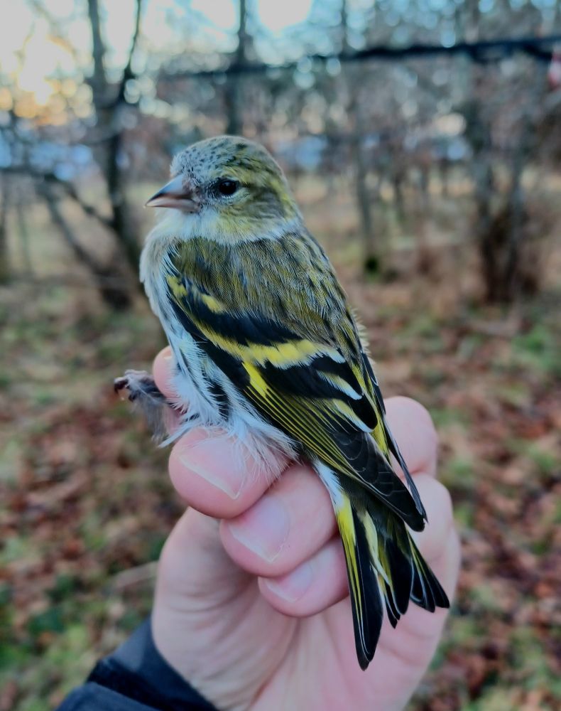 Female siskin in the hand.