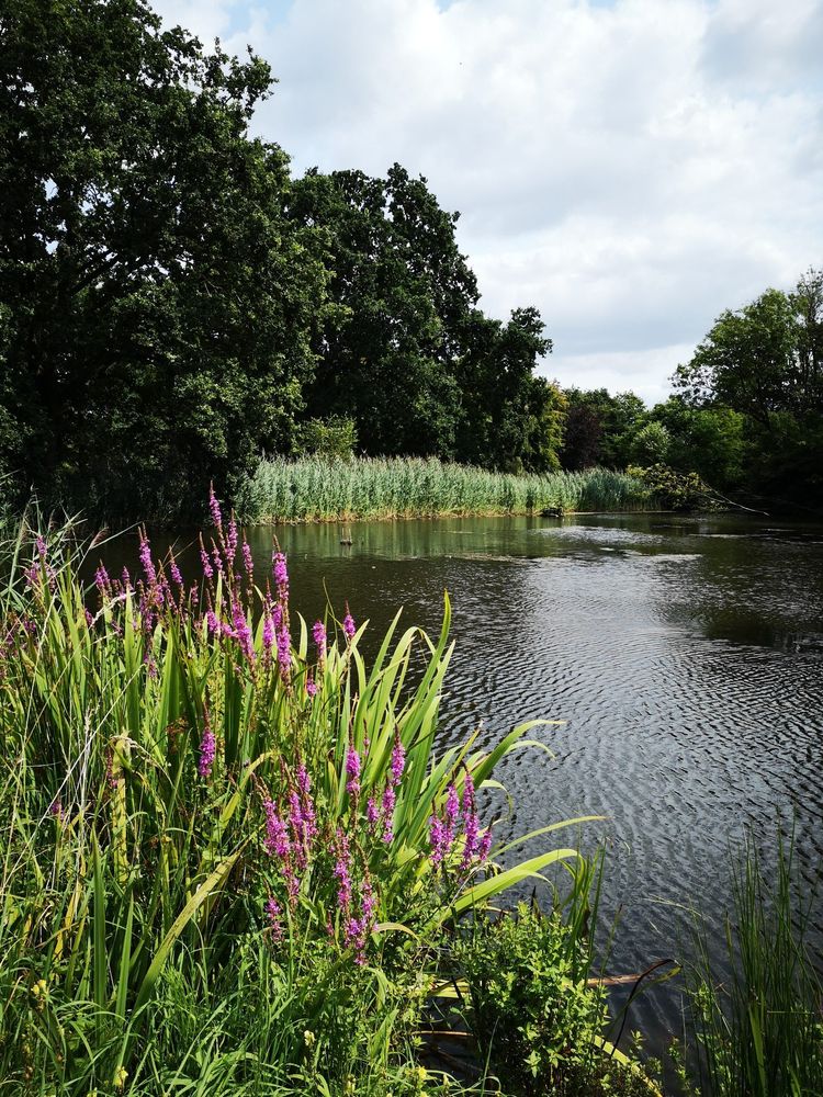 Gewässer in einem Park. Pflanzen am Ufer, manche blühend (pinkfarben). Bäume, der bewölkte Himmel.