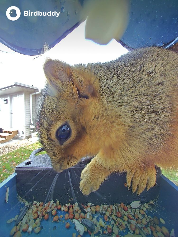 Picture of a squirrel eating at my Bird Buddy. 