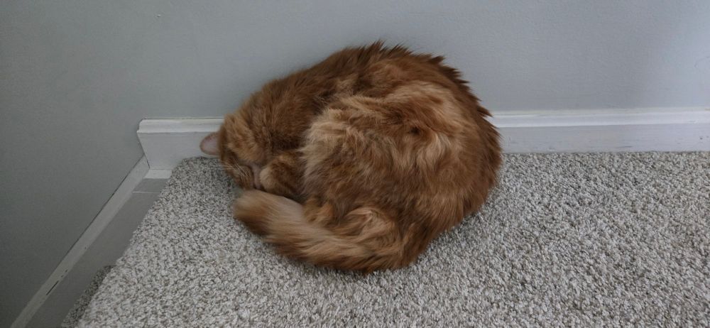 A picture of an long haired, orange tabby cat named Cheddar.  He is curled up into a ball, against a wall.