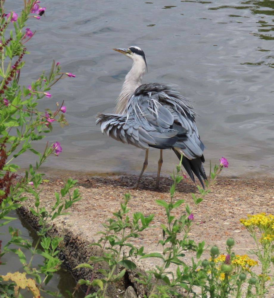 No sign of breeding this year but this Grey Heron landed a few metres in front of me today in Dunorlan Park