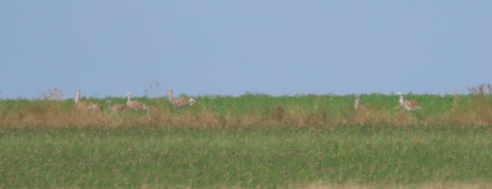 10 of these distant hazy beasts noted on way home today (Tracey used the word ‘cute’ 🤷🏻‍♂️ 😳😲😀 - I would have thought ‘wrong’ would be a better description). 

The best bird noted today a was Garden Warbler, my first at Dunorlan Park for three years. 