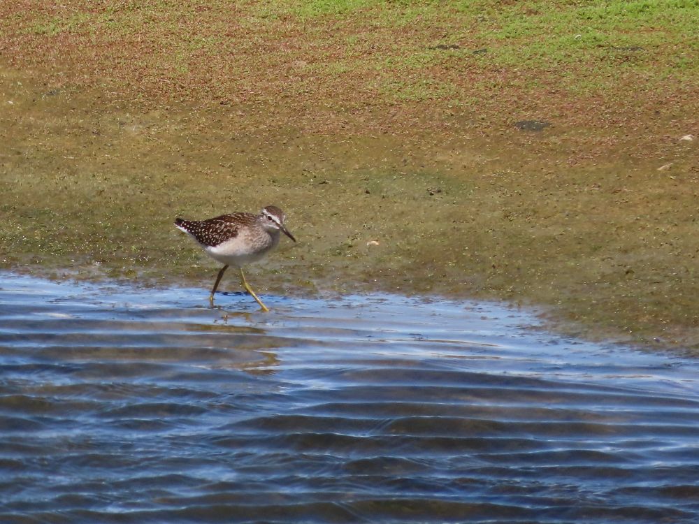 Wood Sandpiper at Dungeness 