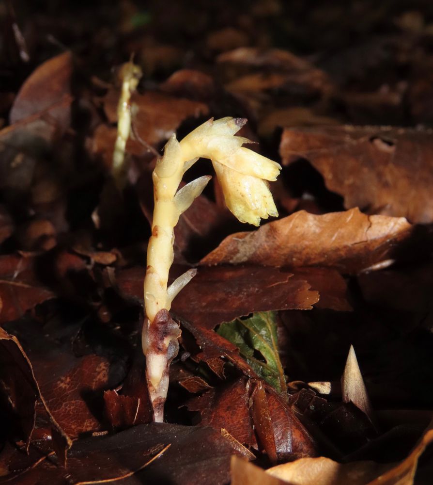 Yellow Bird’s-nest - something we weren’t expecting to see.  Tiny, proper tiny. 