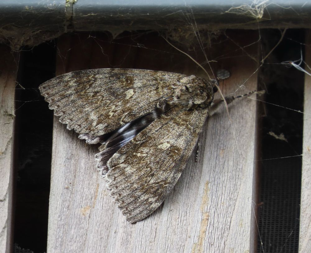 A gutter butterfly. What a beast. 