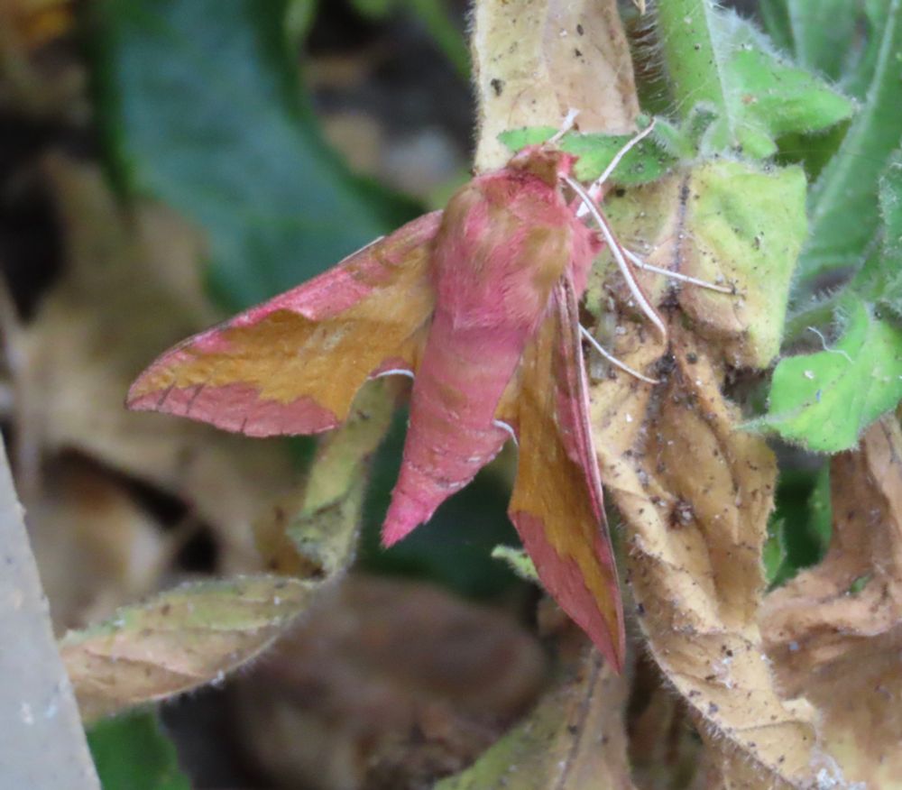 Small Elephant Hawk-moth