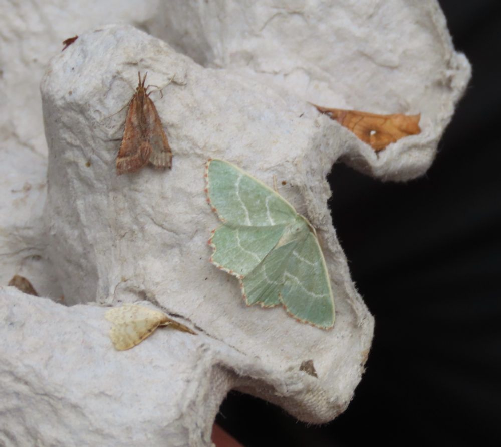 Synaphe punctalis, Dwarf Cream Wave, Sussex Emerald (the commonest of the three emerald species I noted) and Brown-line Bright-eye - hopefully! 
