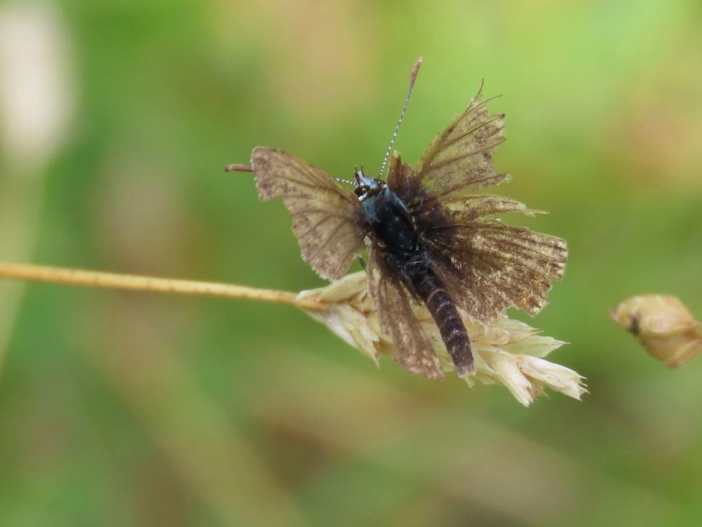 Yep, after many hours of looking for Northern Brown Argus (in all weathers over a couple of years) this was what I got at the third site we tried for them this weekend 😲