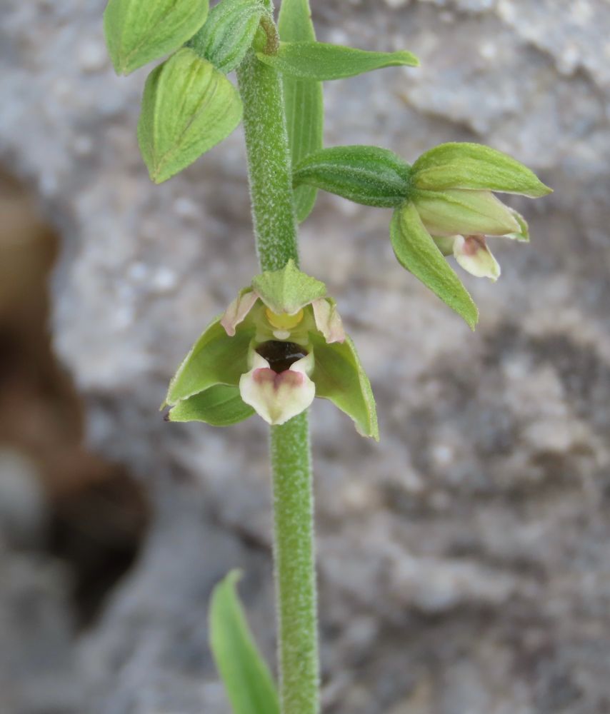 My first Broad-leaved Helleborine in flower - there were plenty more coming along and/or blind. 