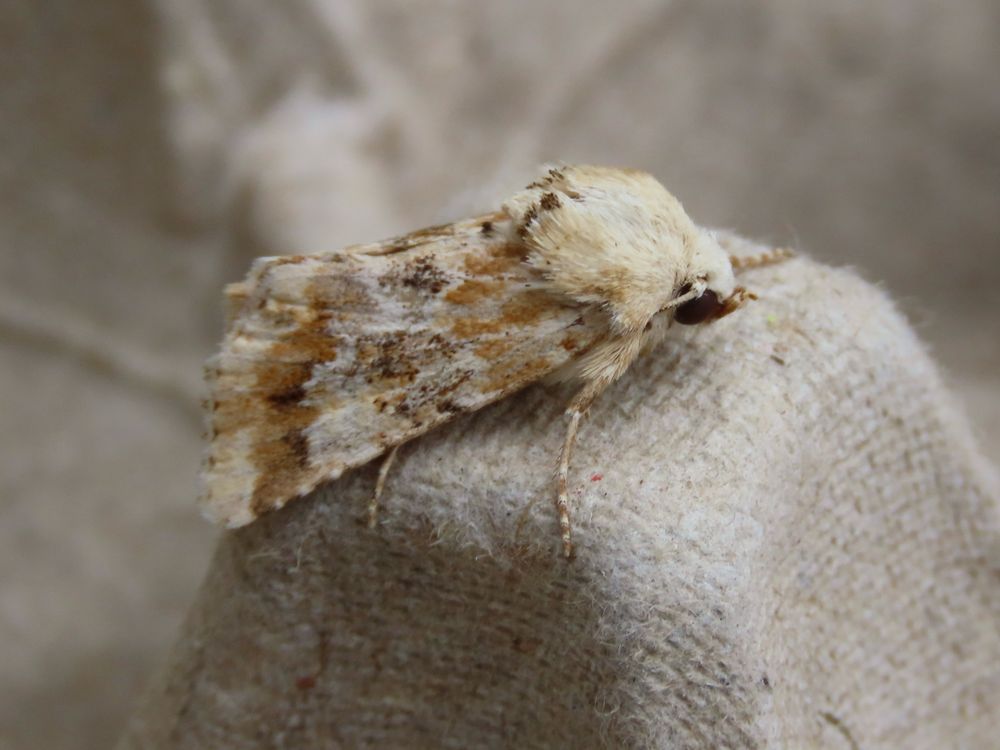 Dusky Sallow