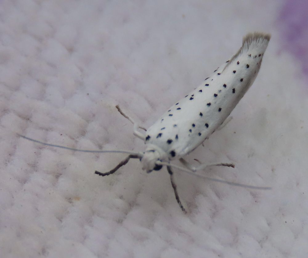 Willow Ermine (several other species of Ermine moths were available)