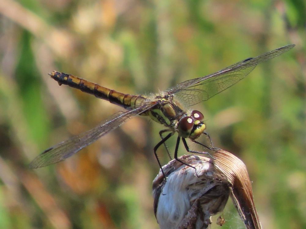 A female Black Darter, Cumbria. 