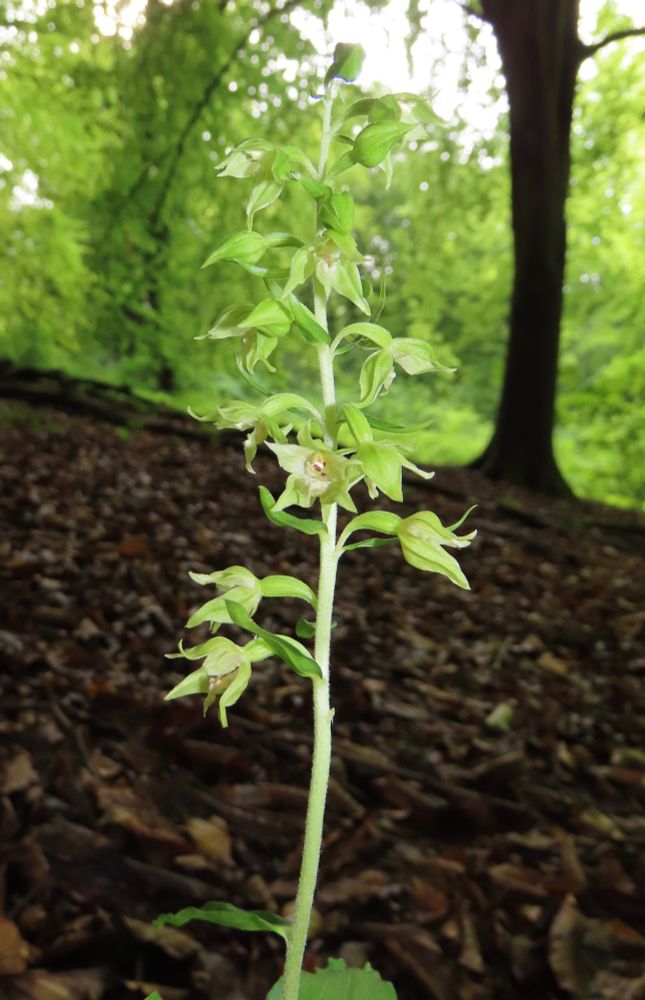 Narrow-leaved Helleborine - about 100 plants, far more than we had seen before. But the vast majority had gone over.  