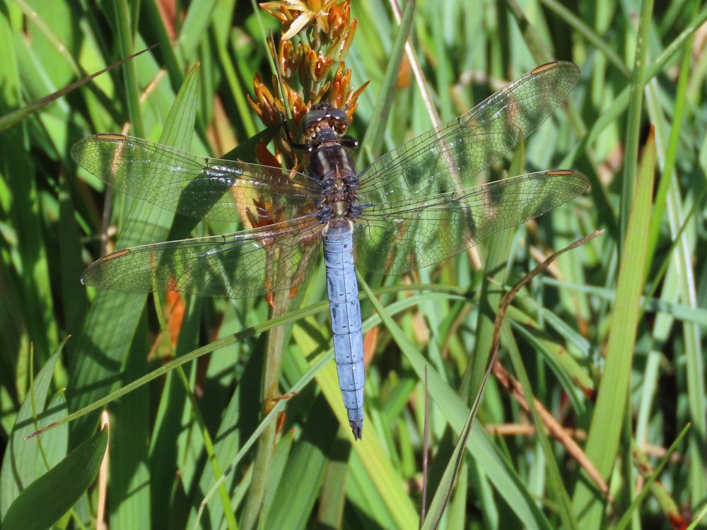 A male Keeled Skimmer in the Lake District. 