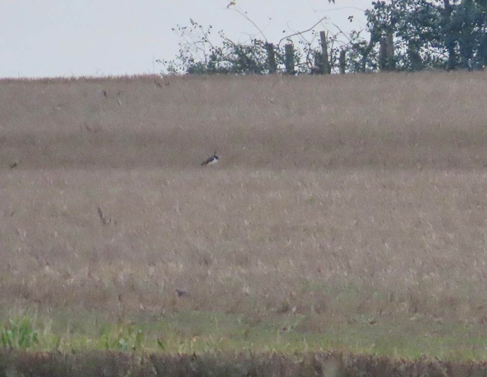 Lapwing from Dunorlan’ this morning. 