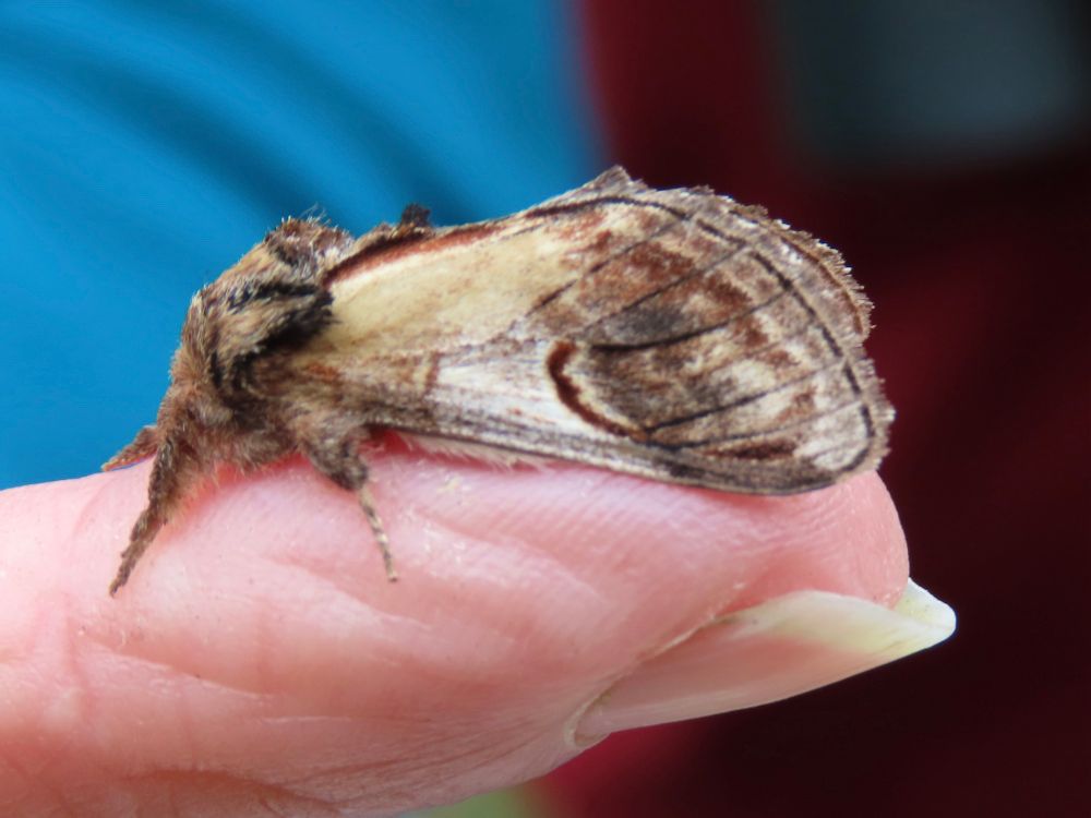 Pebble Prominent 