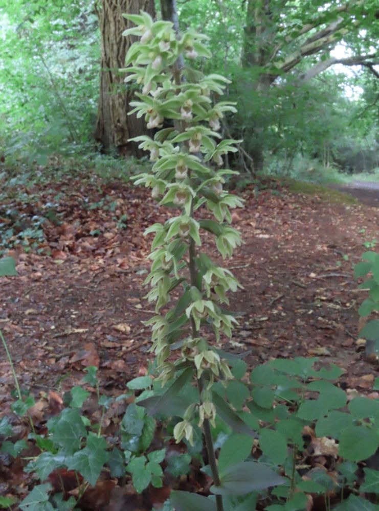 Violet Helleborine - one of about a dozen noted. 