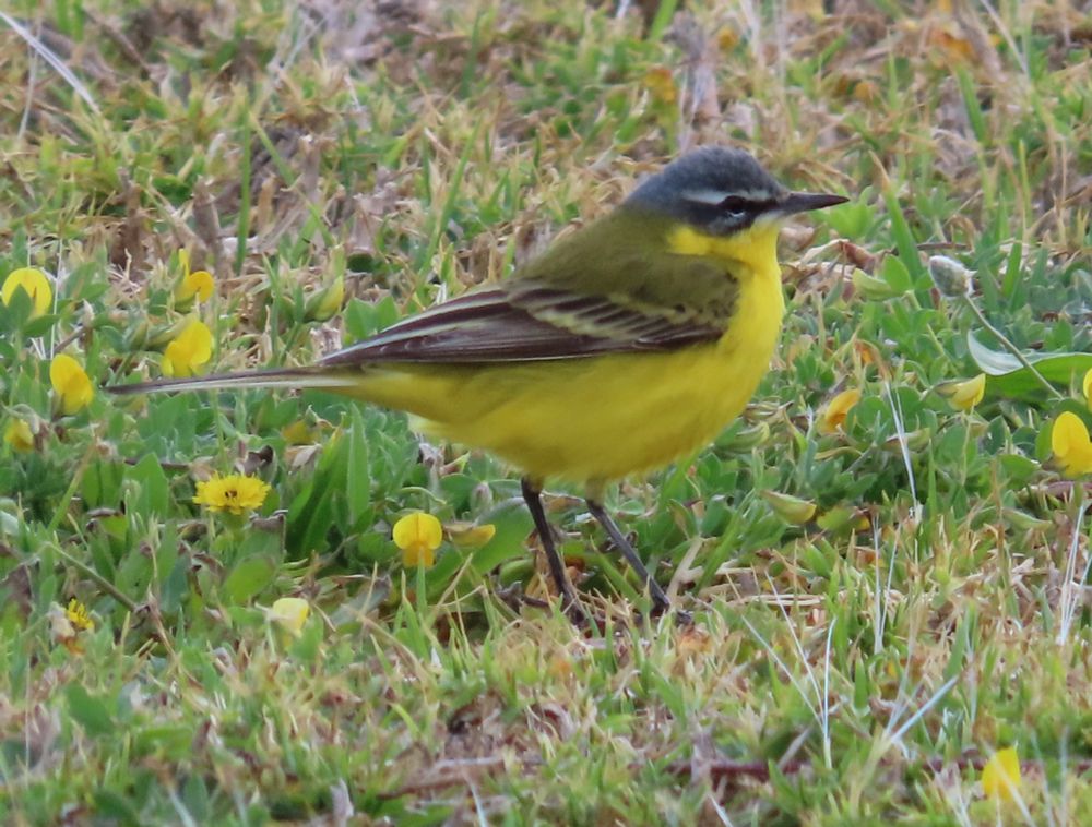 One of several dombrowski Yellow Wagtails which were associating with Black-headed Wagtails on the breach at very northern tip of Rhodes, April 2025