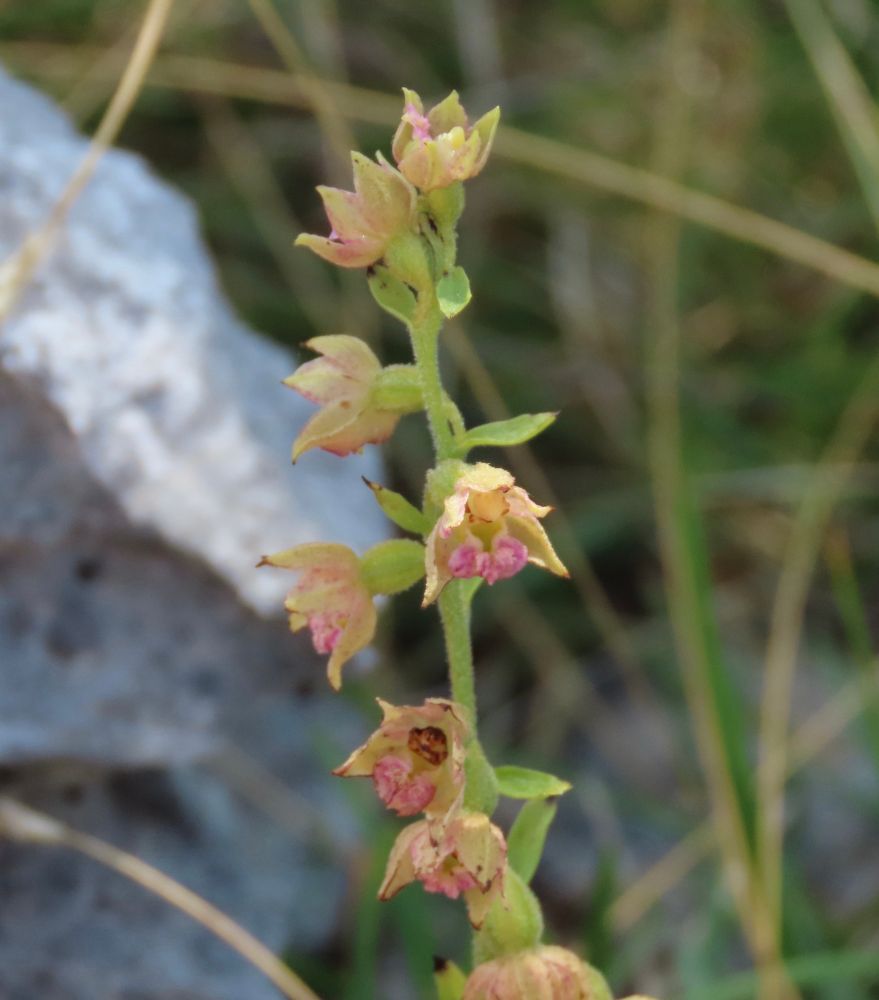 A not very red Dark-red Helleborine on Hutton Roof