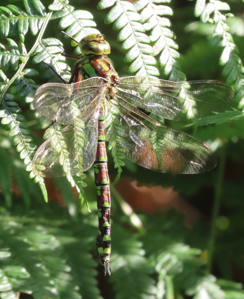 Southern Hawker