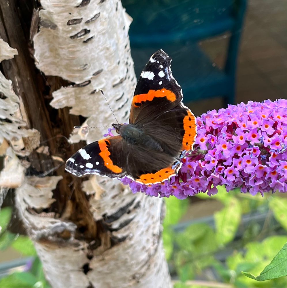 Red Admiral - the most plentiful butterfly noted. 