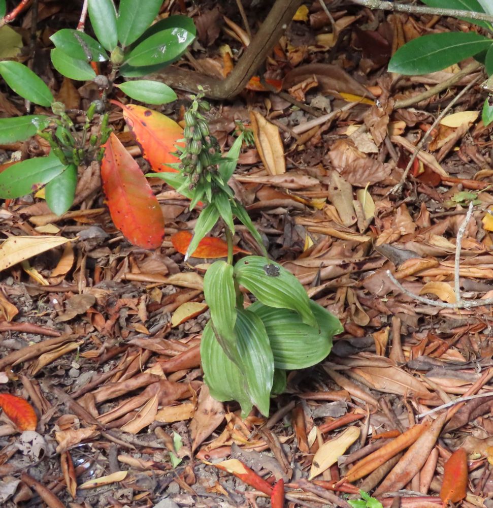 Tracey found an #orchid. A surprisingly ‘not gone over as much as expected’ Broad-leaved Helleborine in the gardens of Lyme Park
