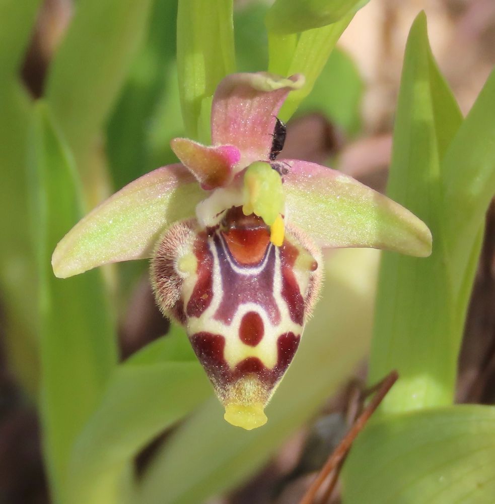 Ophrys polyxo x rhodia, part of a clump of these great hybrids. 