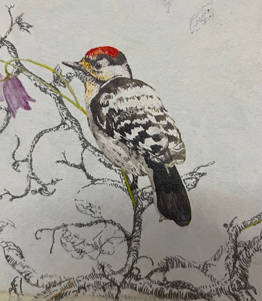 Lesser Spot’