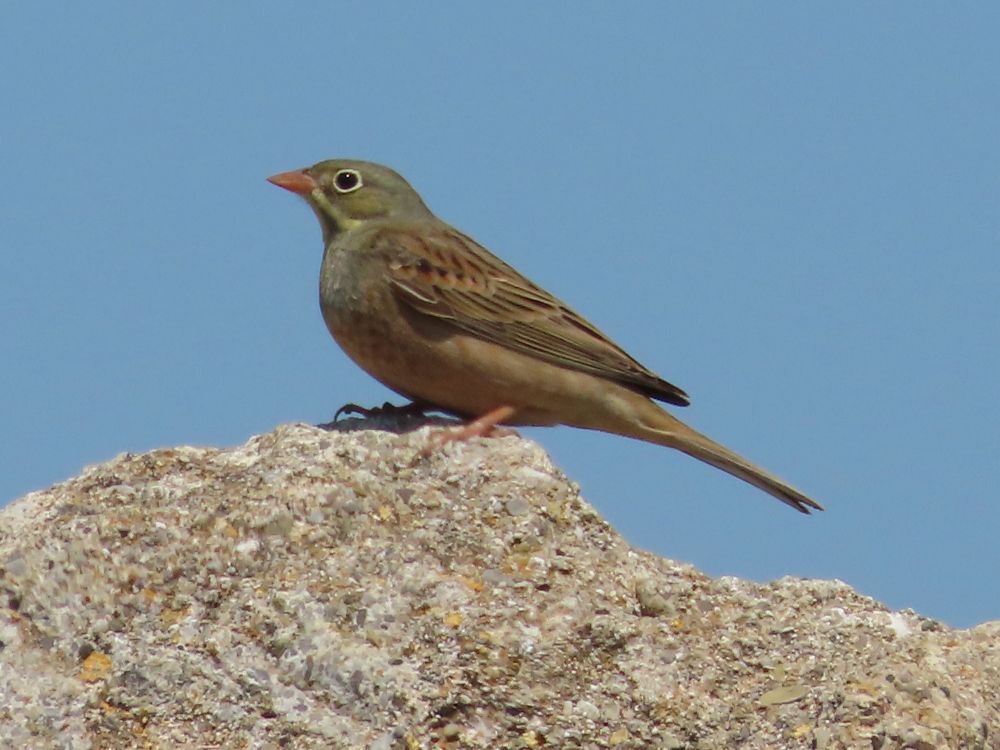 Ortolan Bunting