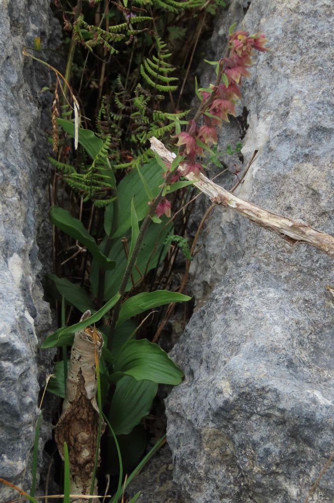 Dark-red Helleborine with rather broad leaves. 