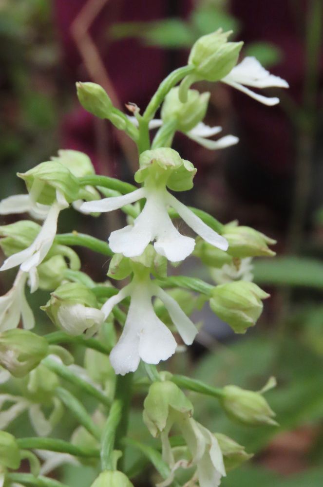 alba Lady Orchid