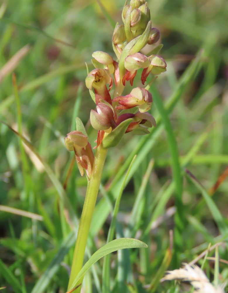 Frog Orchid, just two inches tall.  

Tracey found the first one, obviously.