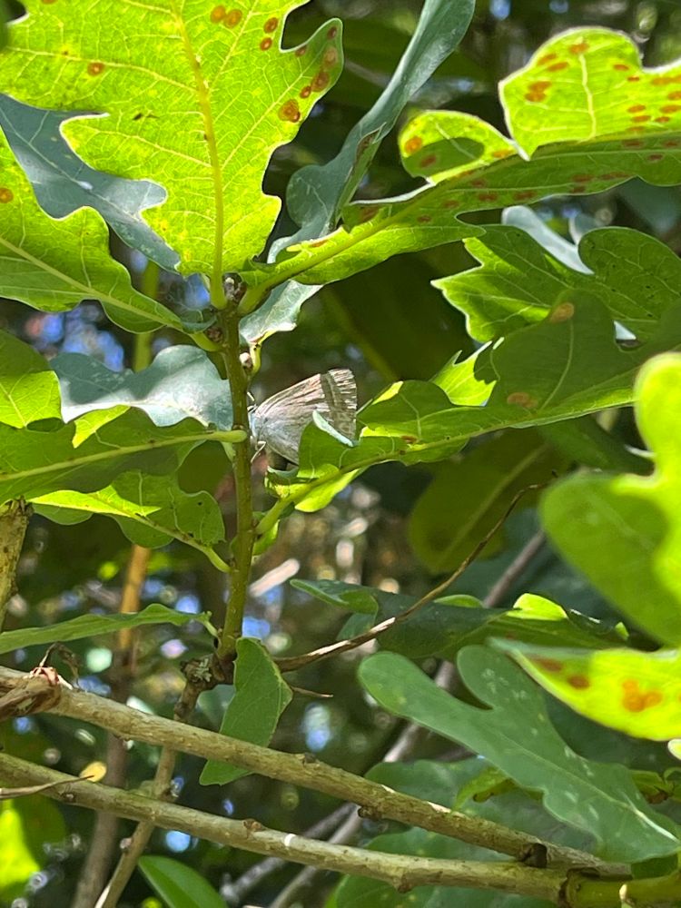 Yep, that’s it. Purple Hairstreak