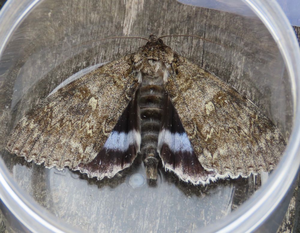 My first Clifden Nonpareil