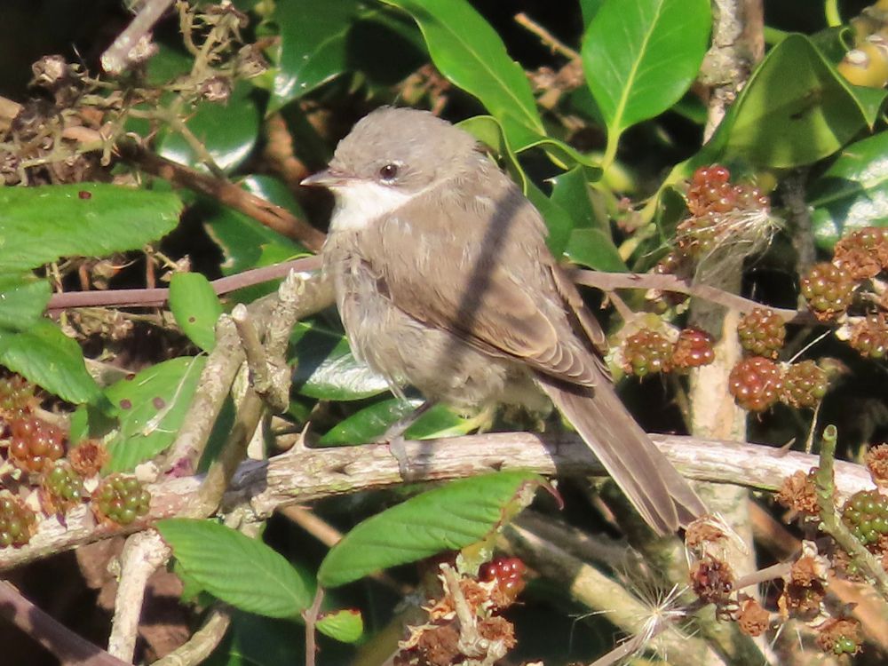 Lesser Whitethroat 