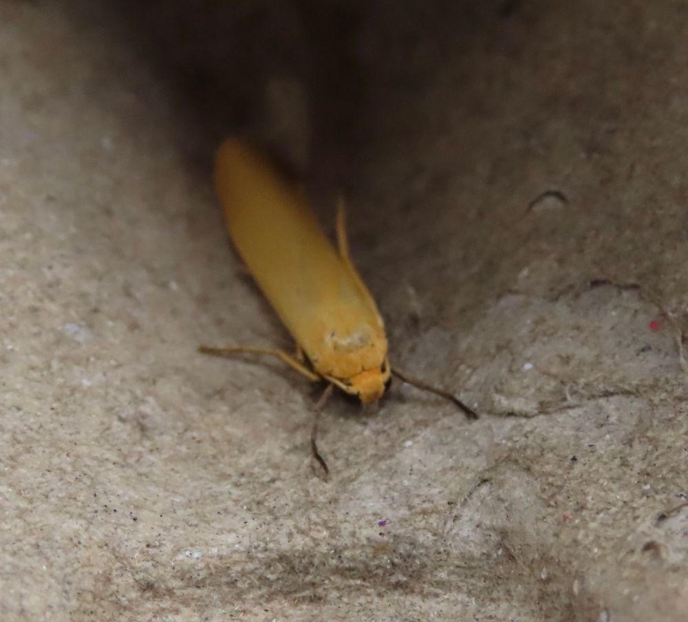 Pigmy Footman (one of at least four species of footman photographed)