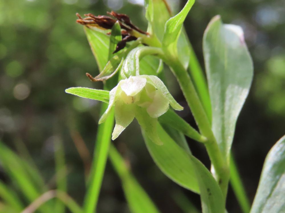 Green-flowered Helleborine sort of on the way to Somerset last week