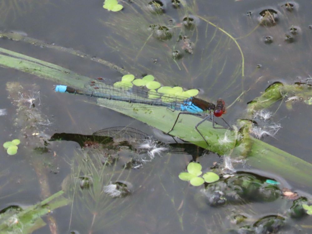 Red-eyed Damselfly, Norfolk 