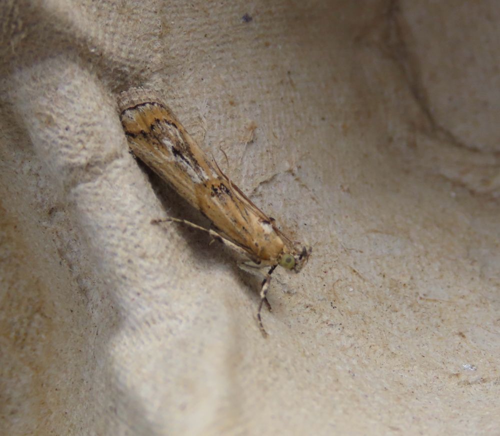 Pempelia genistella (with thanks to my brother for ID as my notes were unintelligible) 