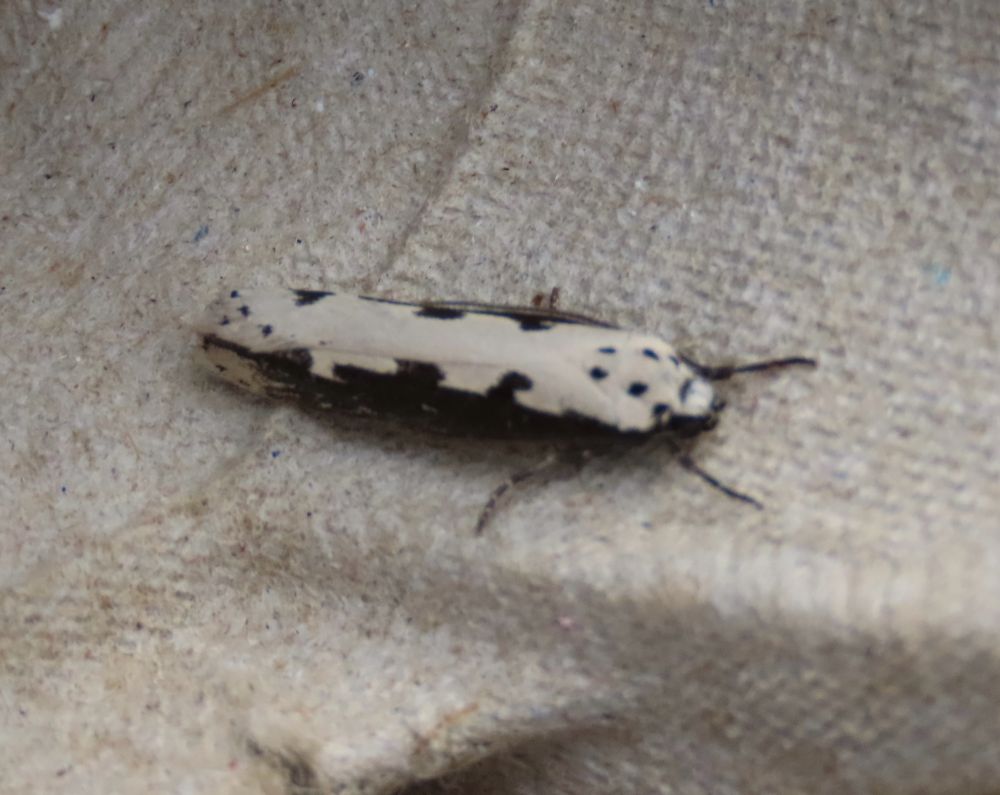 Ethmia bipunctella (an ‘Ermine’ moth)