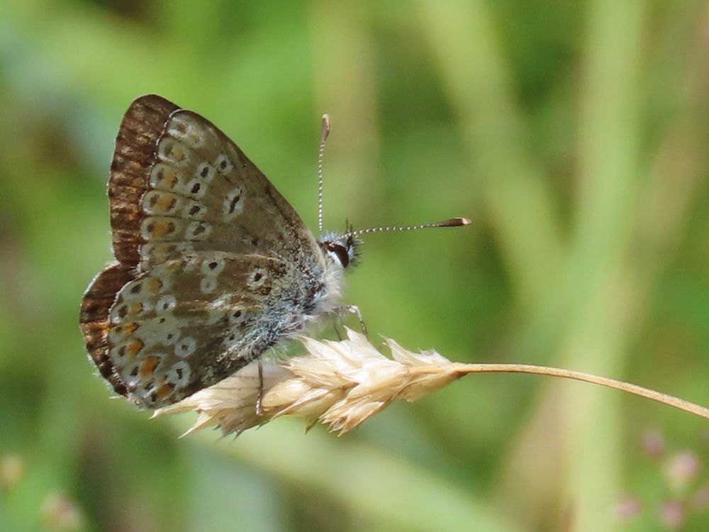 Northern Brown Argus on grass. 

We tried Cumbria and Yorkshire before scoring in Lancashire (deliberately vague).