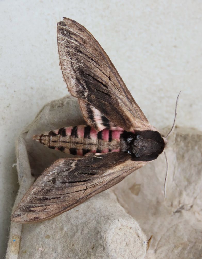 Privet Hawkmoth 