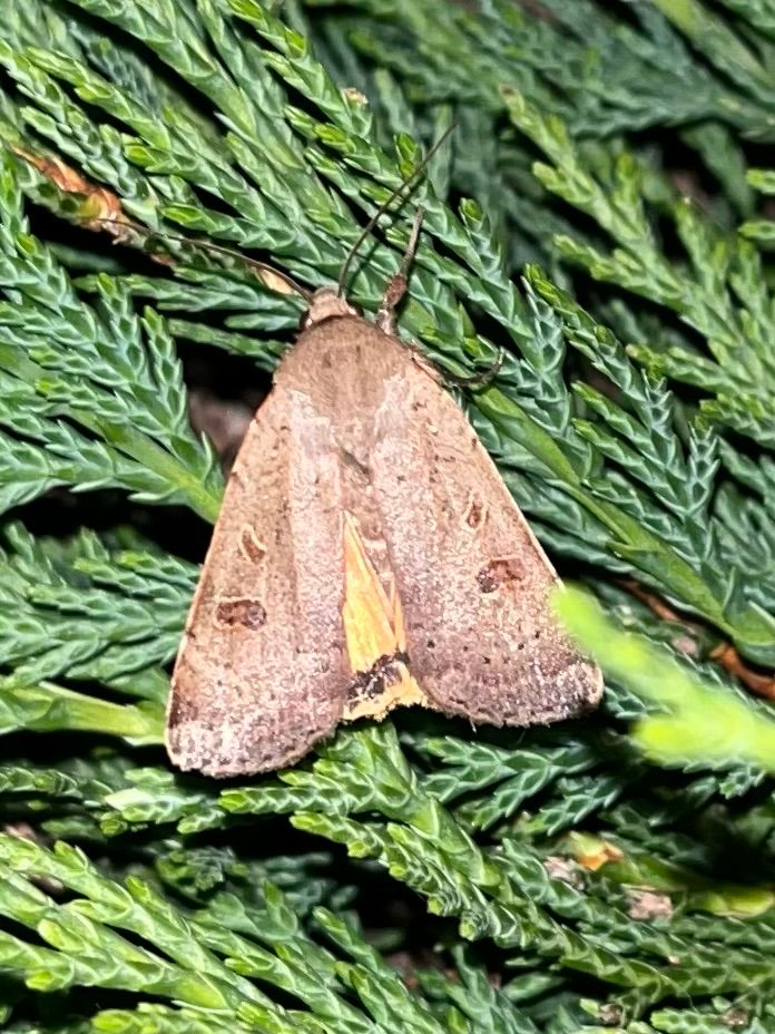 Lesser Yellow Underwing