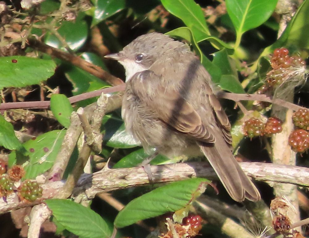 Lesser Whitethroat, my third in Dunorlan Park this year