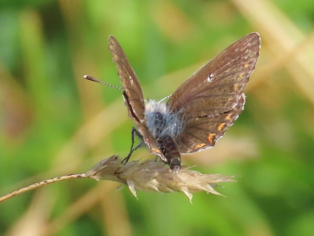 Fortunately we saw at least one more and, although worn, it’s mostly in one piece. 

A typical perched view of this tiny butterfly on the end of a bit of grass. 