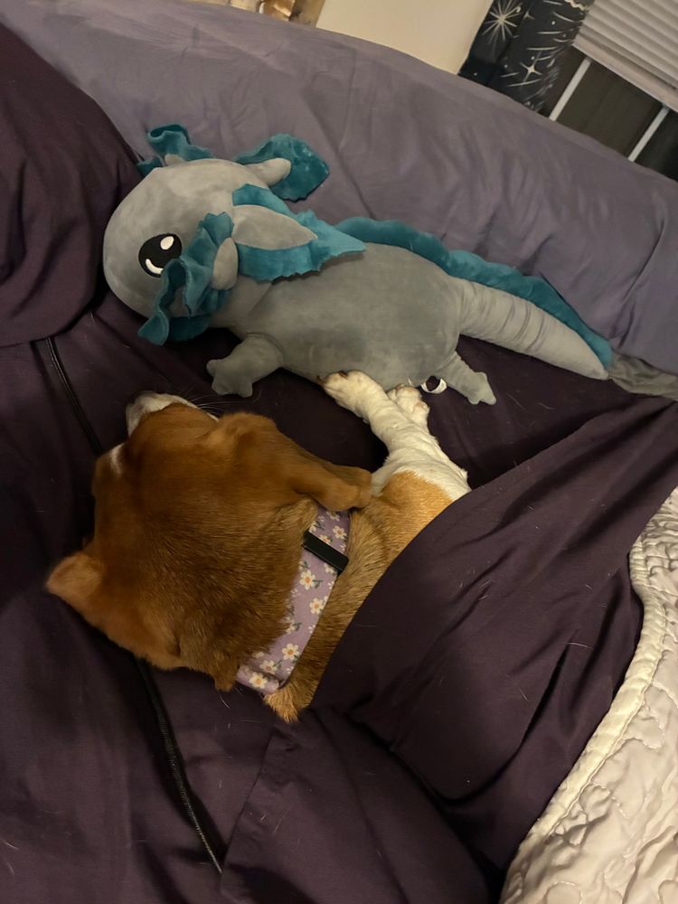 Beans sleeping like she's people.