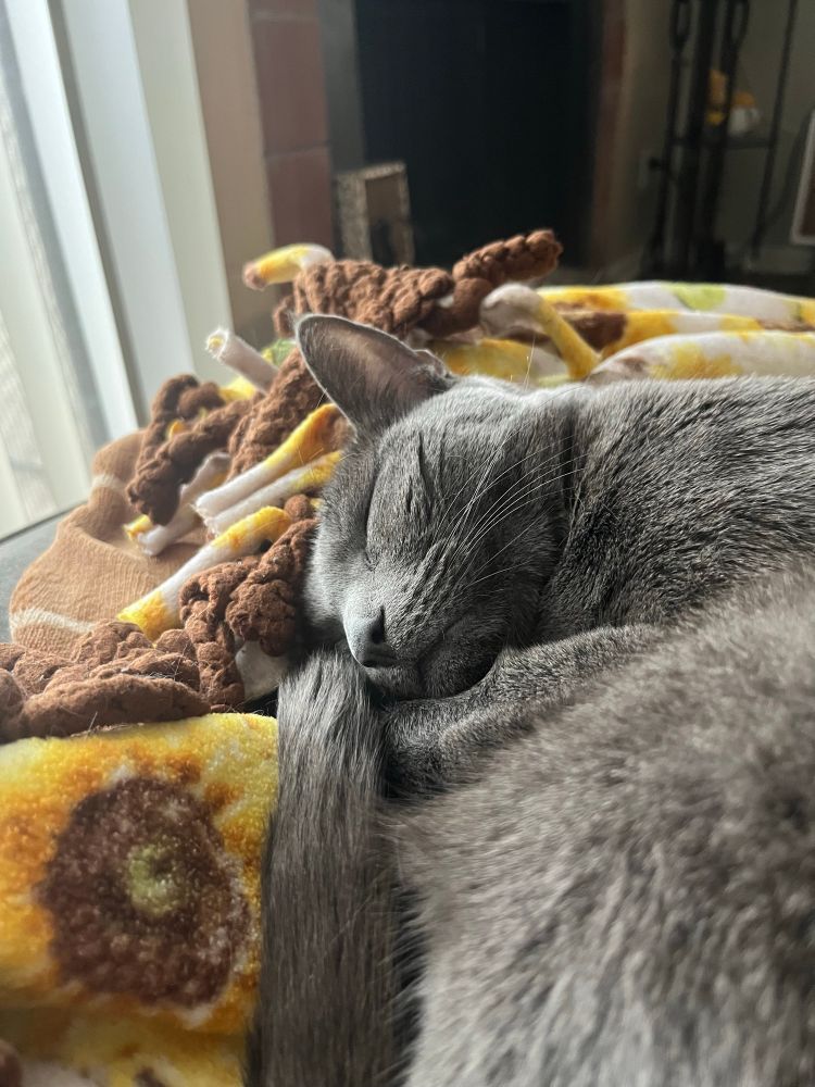 a close up of a cats face smushed into a soft blanket as she naps. she curled up like a shrimp and her tail and feet are tucked under her head and body.