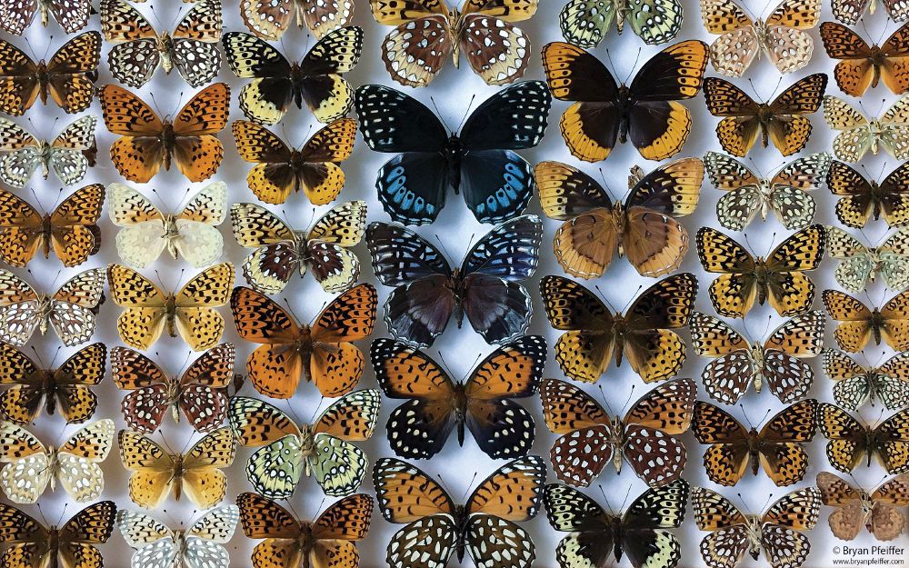 Argynnis (greater fritillary) butterfly specimens